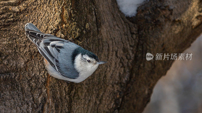 Sitelleàpoitrine布兰琪(Sitta carolinensis)。很好!